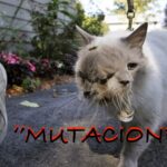 Mutaciones en la TNM