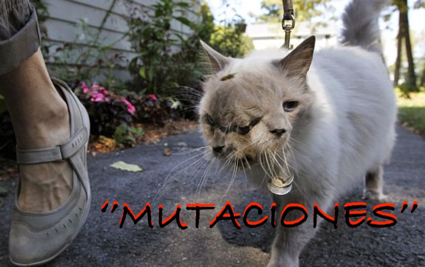 Mutaciones en la TNM